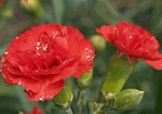 carnation